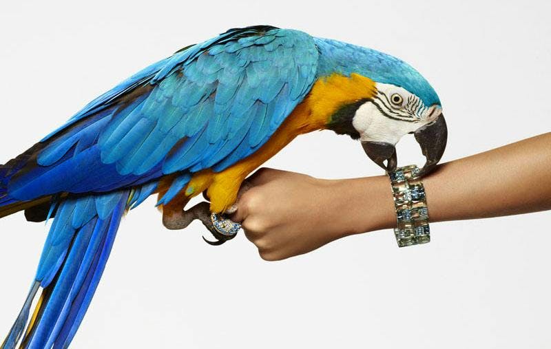 bird animal macaw parrot
