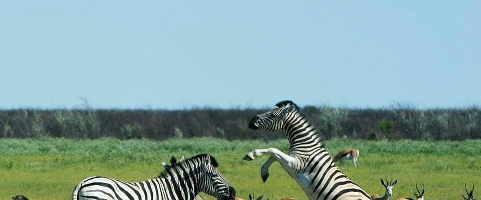 zebra wildlife animal mammal