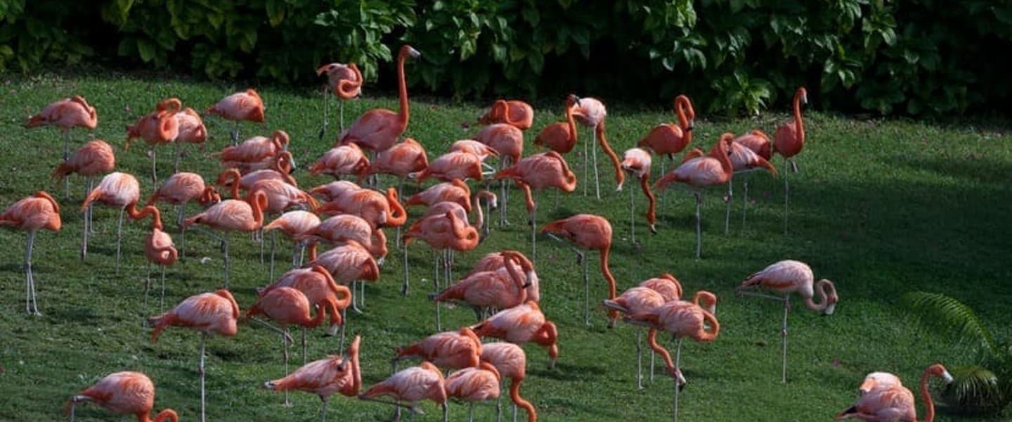 flock animal bird zoo vegetation plant