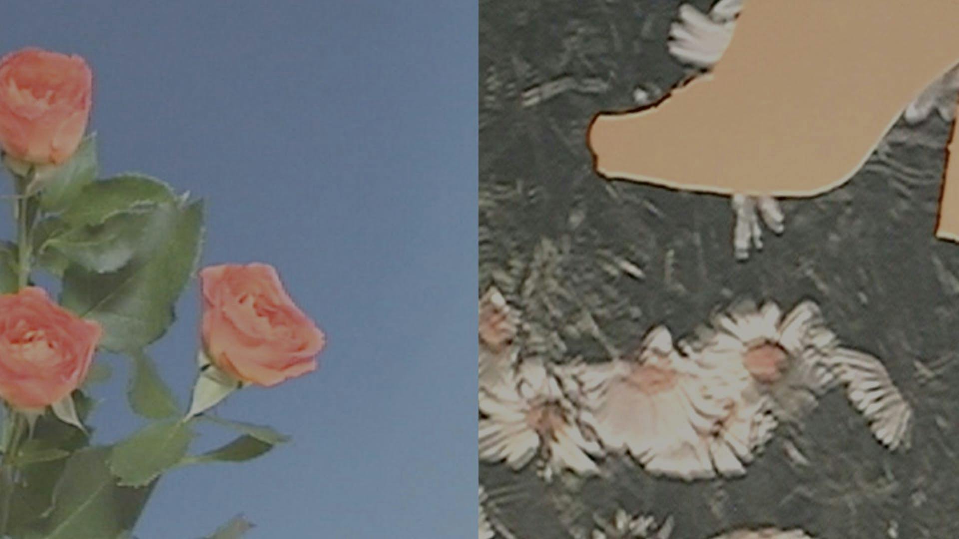 rose flower blossom plant