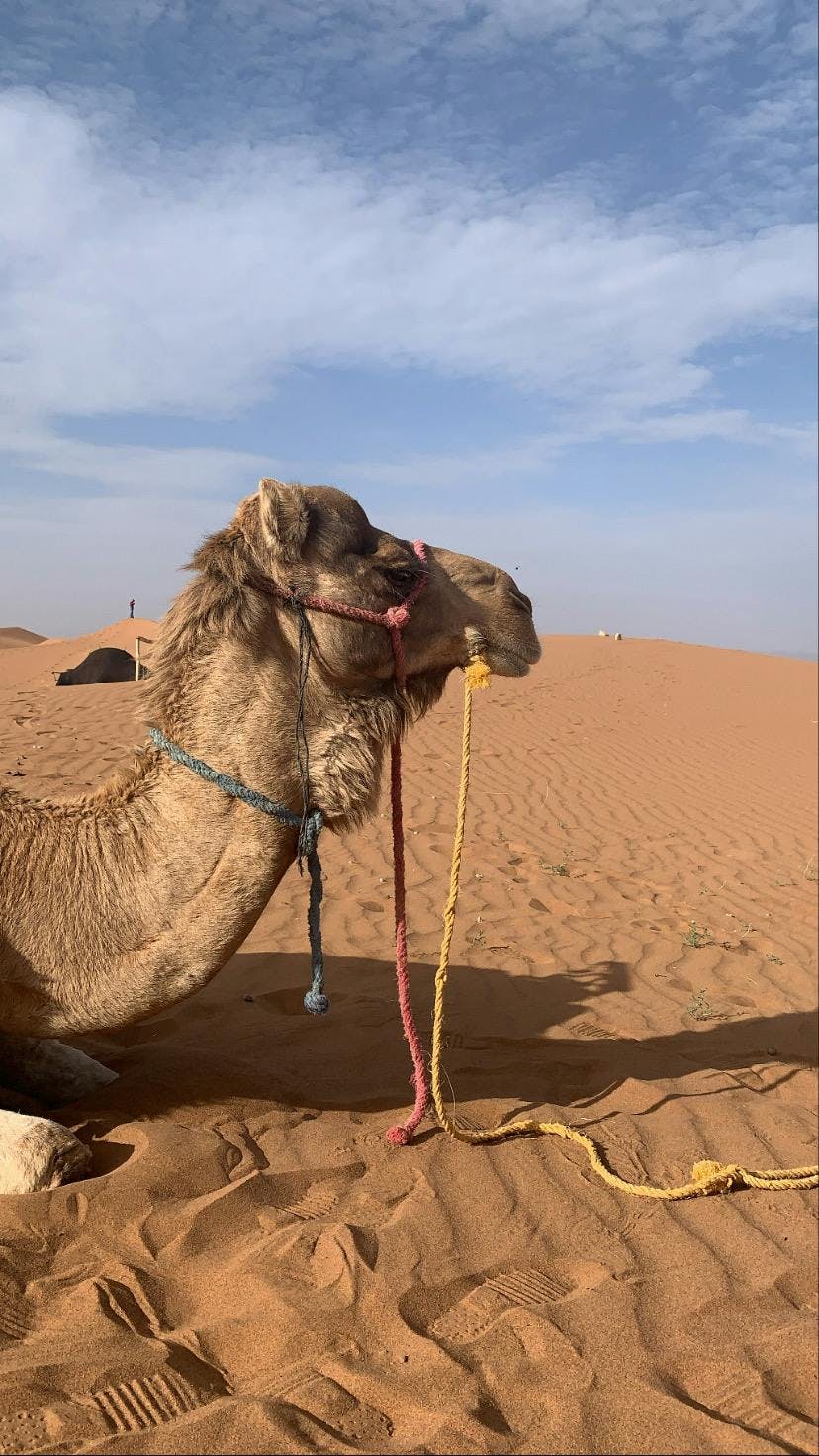 mammal animal soil camel