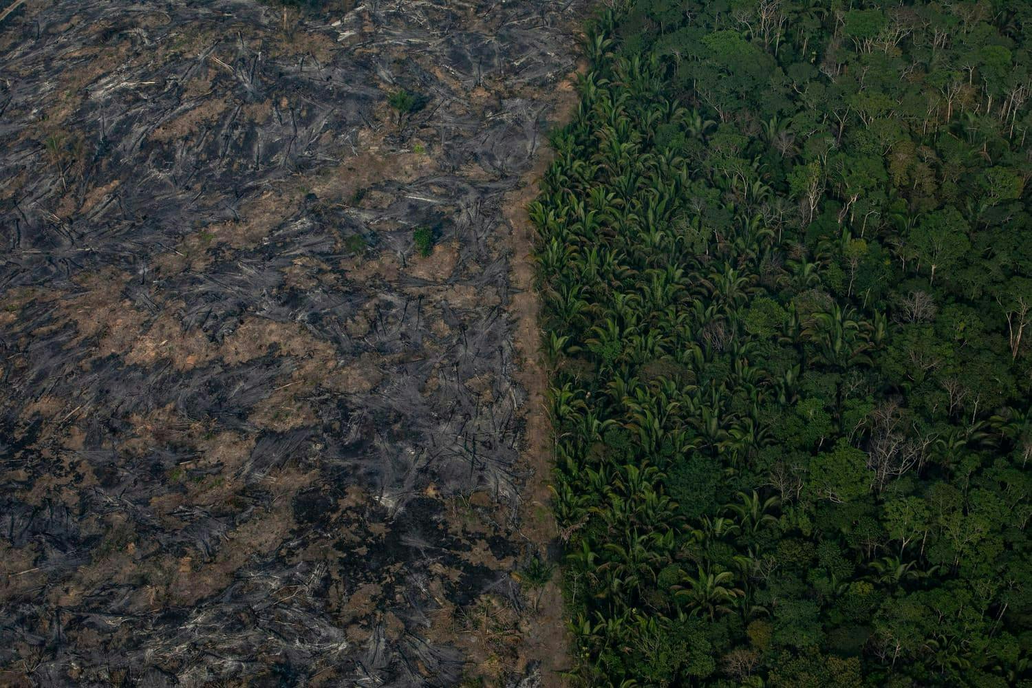 Desmatamento na amazonia