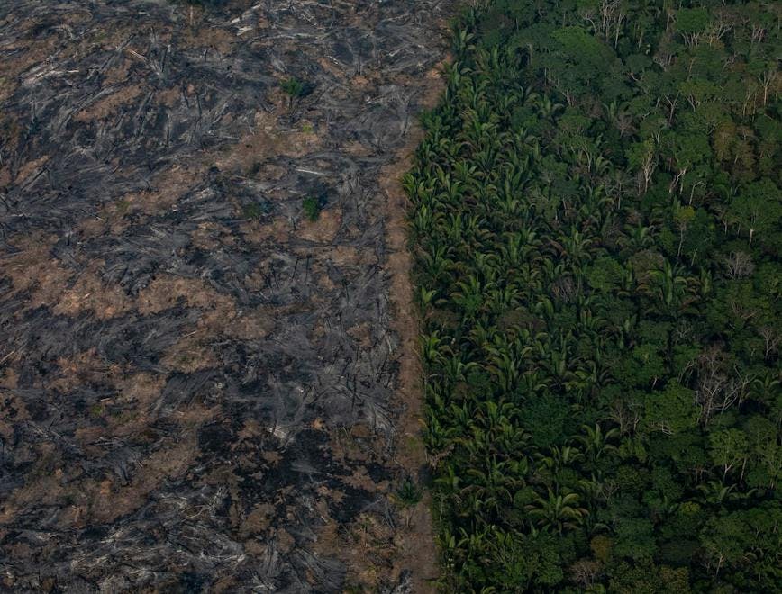 Desmatamento na amazonia