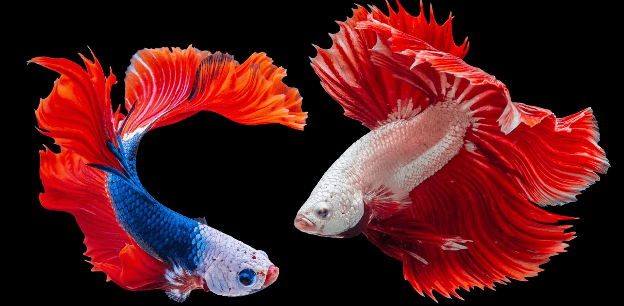 fish animal goldfish