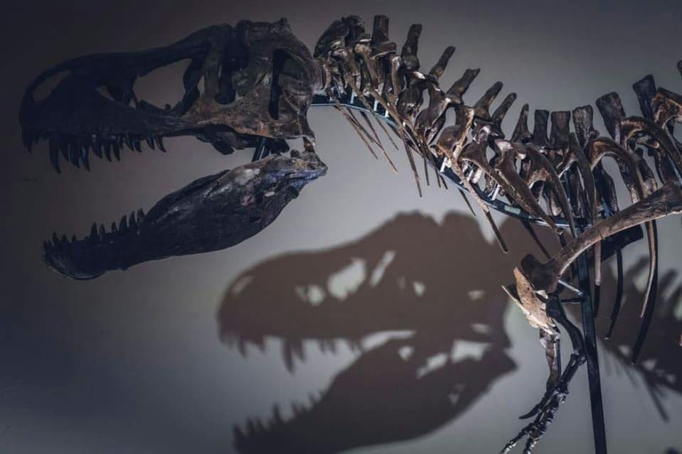 Leilão esqueleto de T-rex