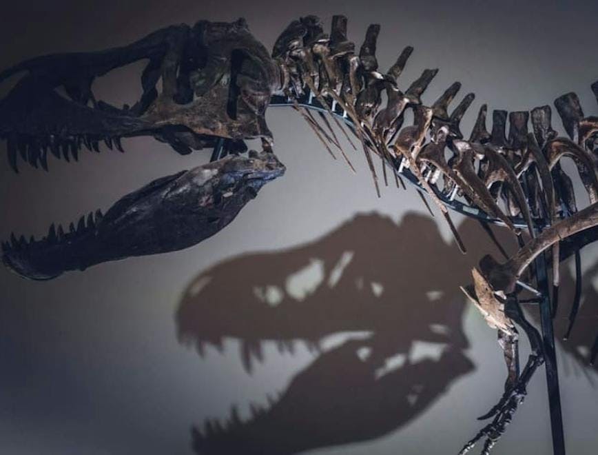 Leilão esqueleto de T-rex