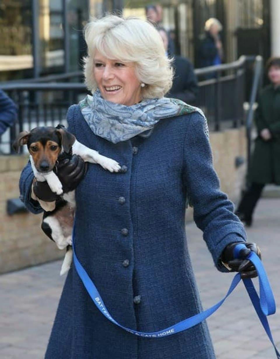 Camilla Parker Bowles e seu Jack Russel Terriers