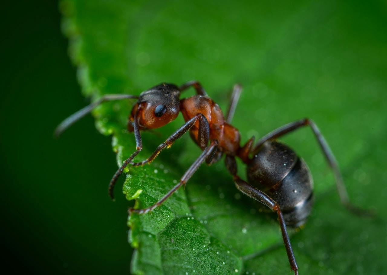 animal insect invertebrate ant