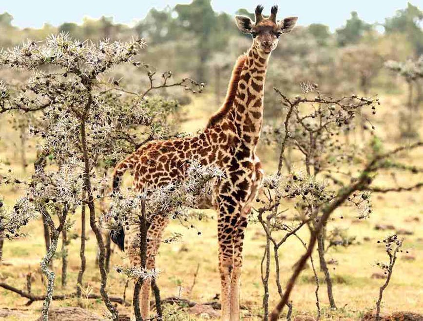 animal wildlife giraffe mammal