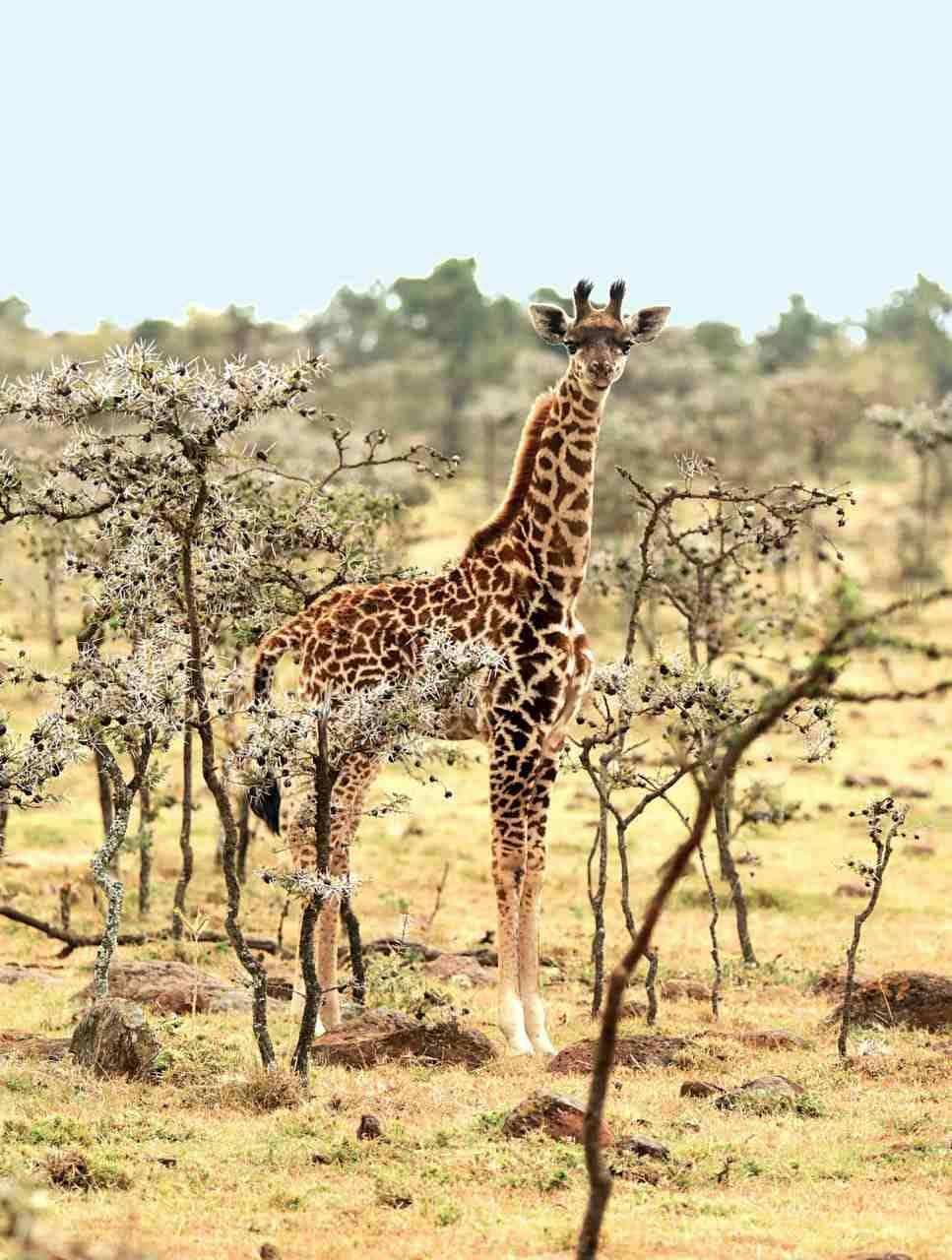 animal wildlife giraffe mammal