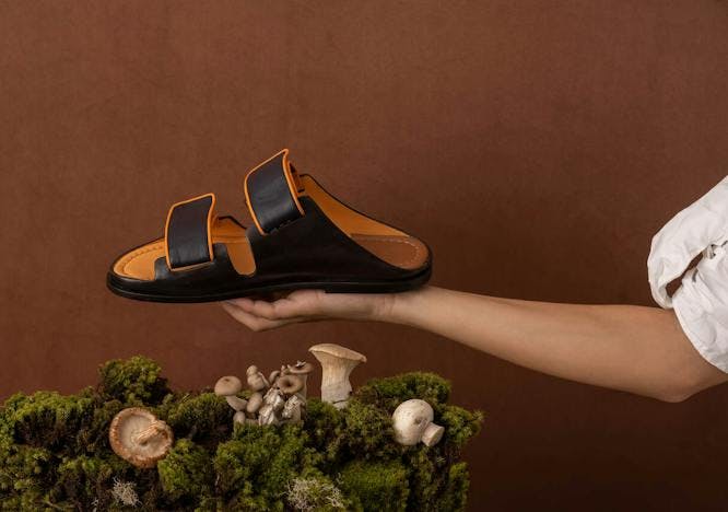 clothing footwear sandal shoe fungus plant