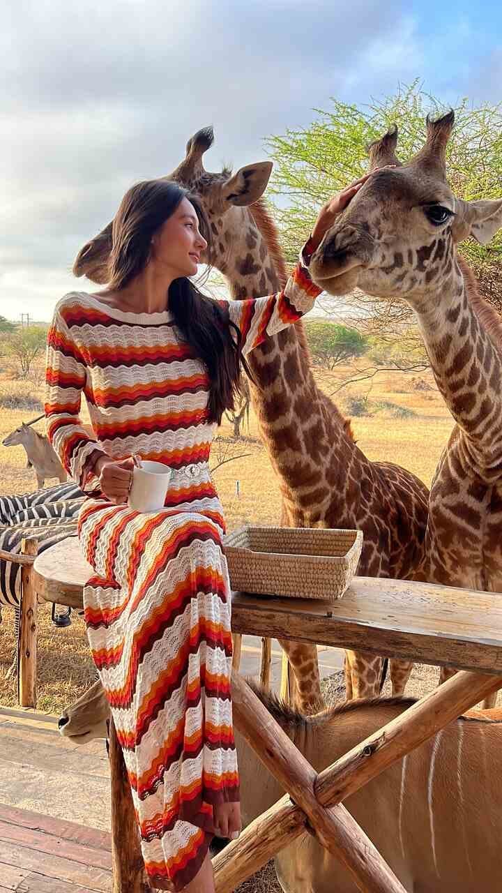 animal giraffe mammal wildlife