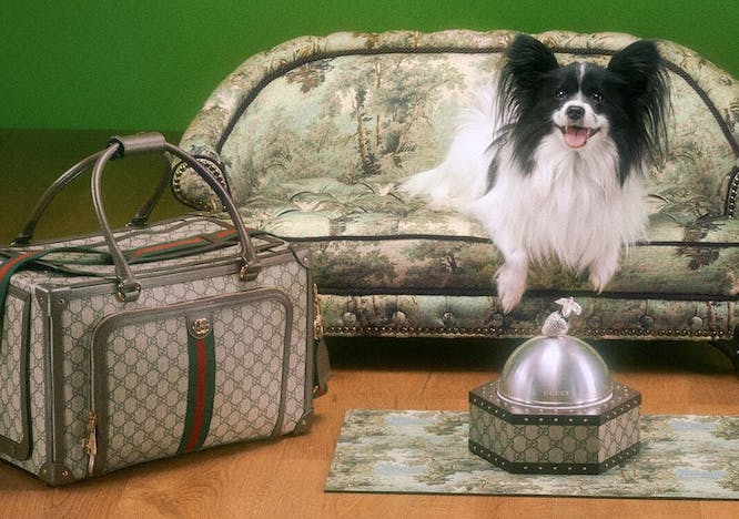 accessories bag handbag animal canine mammal pet dog